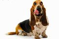 Ветеринарная клиника Ветмастер - иконка «для собак» в Бронницах